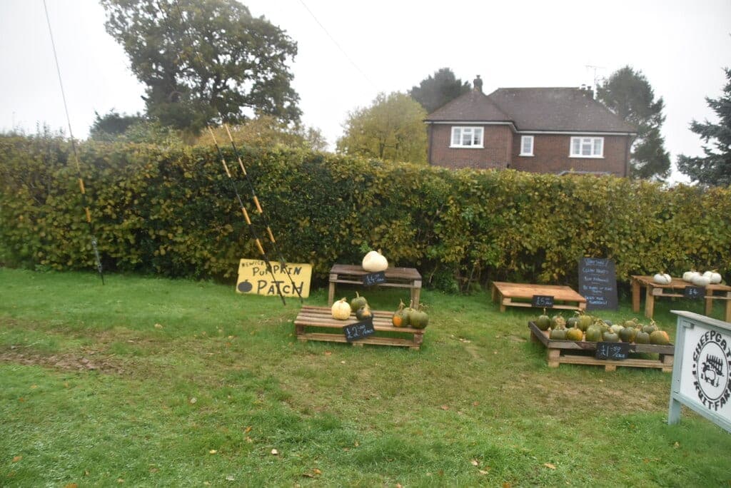 Pumpkins on wooden pallets with chalkboard prices beside a hedge at the Newick pumpkin patch roadside stall in East Sussex